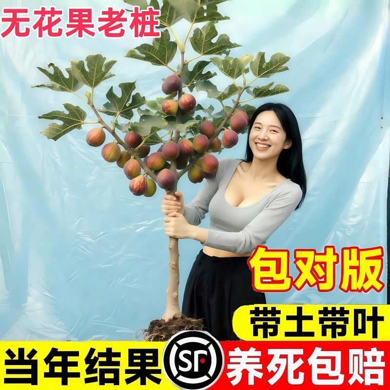 无花果树苗盆栽果树苗四季特大