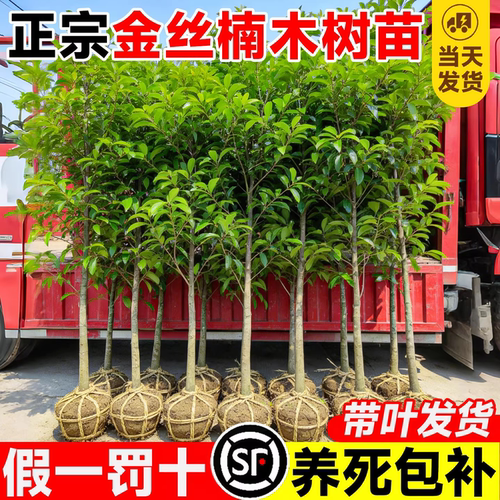正宗金丝楠木小叶桢楠树苗包赔