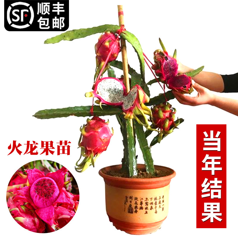 红心火龙果树苗盆栽水果种苗家庭阳台庭院四季南北种植苗当年结果