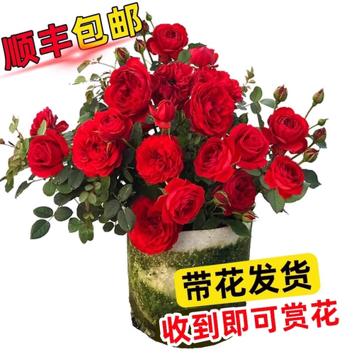 室内外四季开花月季蔷薇