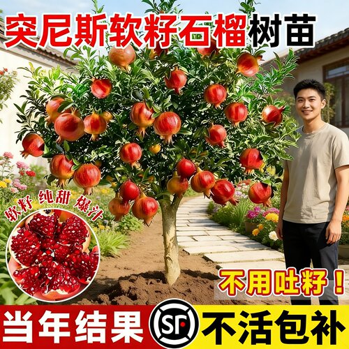 突尼斯软籽石榴树苗当年结果