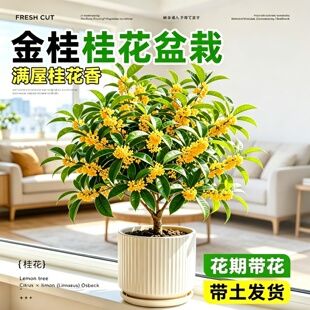四季桂花树盆栽客厅阳台耐热盆景树苗正宗四季浓香型开花月桂摆件