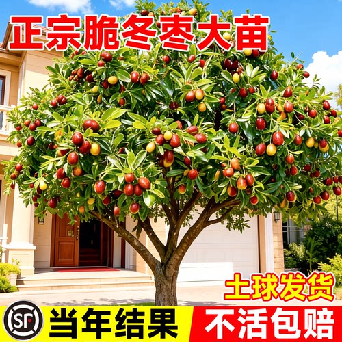 枣树活苗超甜大枣特大沾化冬枣带土球南北方耐寒种植庭院地栽果树