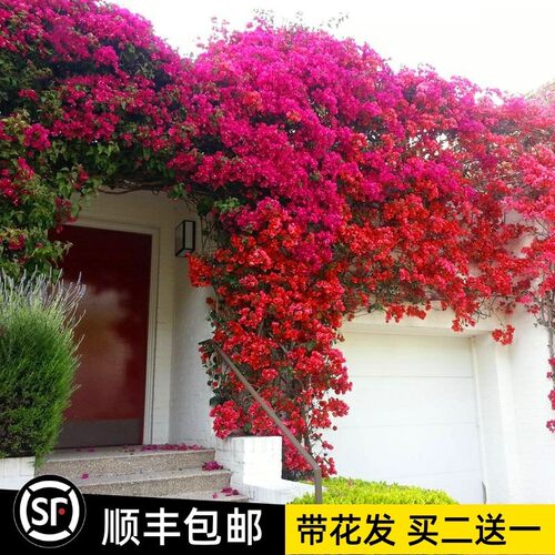 三角梅花苗爬藤重瓣老桩阳台盆栽