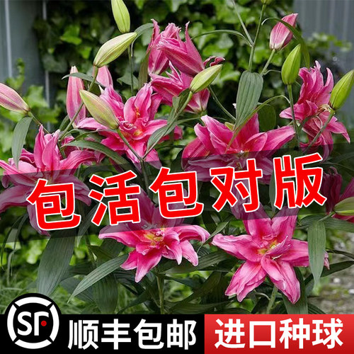 四季开花进口香水百合花种球盆栽