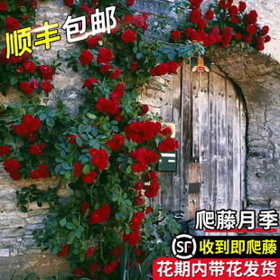 1米6大苗蔷薇花苗爬藤月季 开花盆栽庭院浓香花卉植物 藤本玫瑰四季