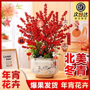 北美冬青红果盆栽带果真花树苗室内年宵花圣诞节进口送礼植物花卉