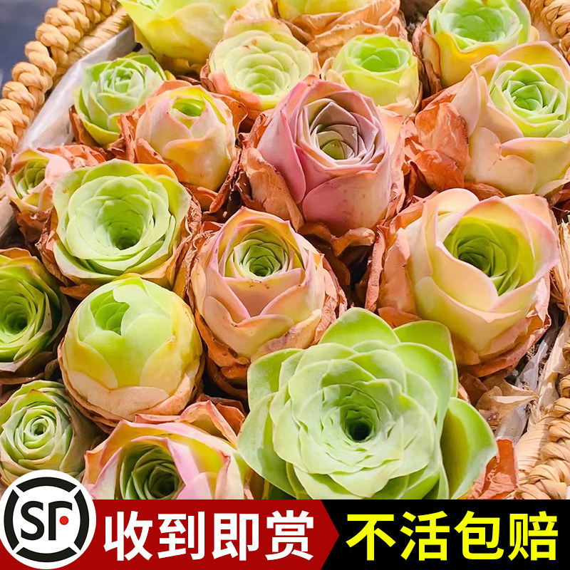 山地玫瑰多肉盆栽绿植物系列酒杯粉耶罗高山玫瑰花卉室内阳台易活
