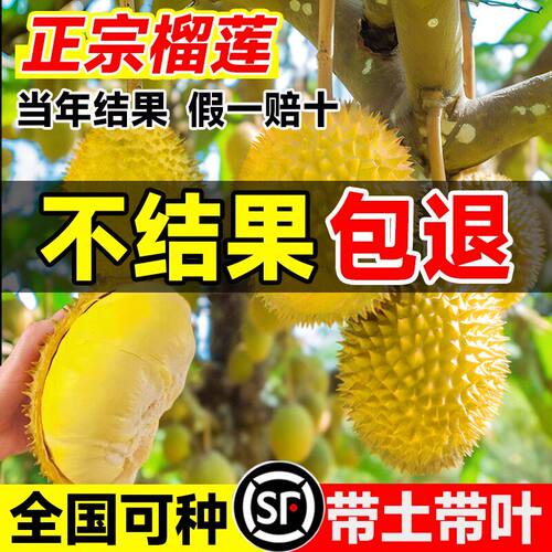 耐寒嫁接猫山王金枕榴莲果苗