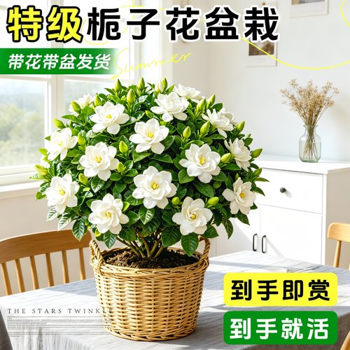 特级栀子花盆栽带苞浓香四季开