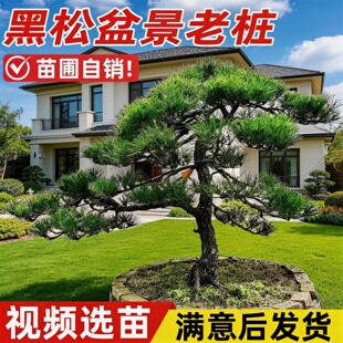黑松盆景老桩室外庭院首选别墅造型树黄杨罗汉松女贞四季常青大树