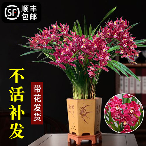 墨兰兰花盆栽带花苞建兰四季开花