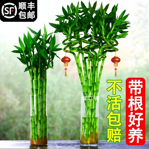 带根转运竹水养富贵竹节节高发财龙竹子水培