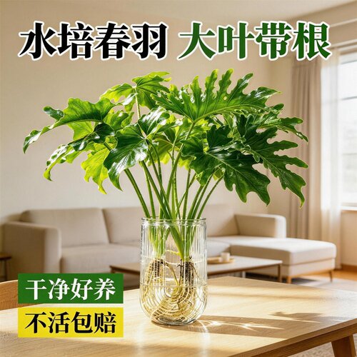 春羽水培大叶绿植新手好养
