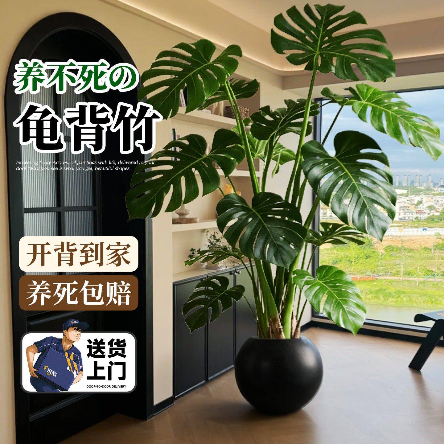 龟背竹大叶老桩开背办公室内客厅四季好养活高级感落地盆栽大绿植