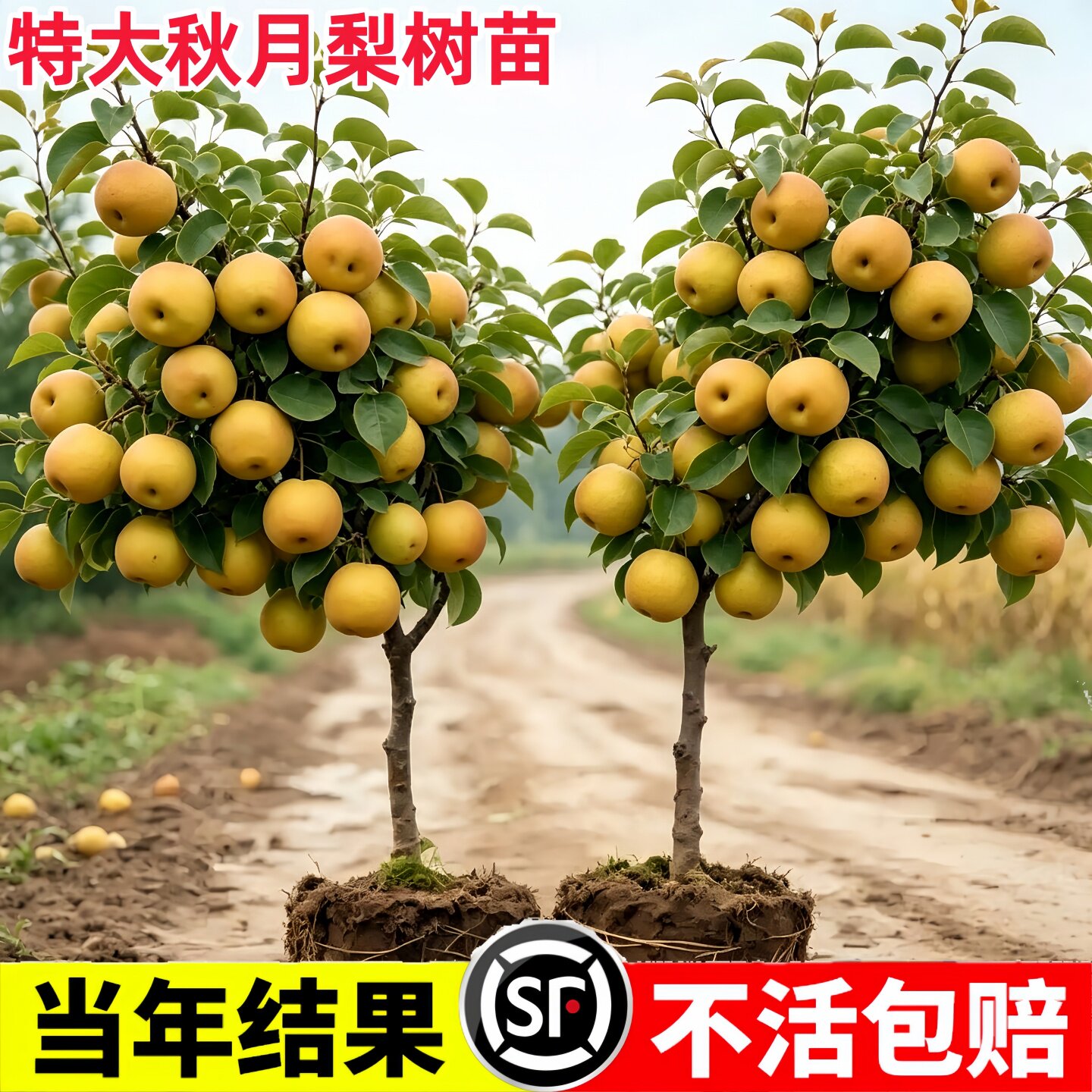 梨树果树果苗翠冠梨秋月梨嫁接苗庭院盆地栽树苗南北种植当年结果