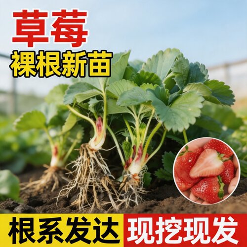奶油草莓苗秧裸根四季结果盆栽