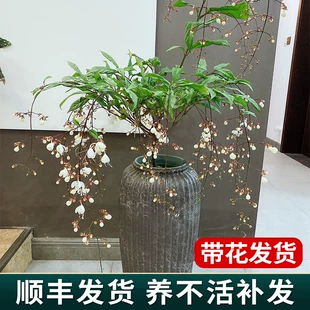 垂丝茉莉花盆栽带花苞风车茉莉爬藤植物室内阳台花卉绿植四季 开花