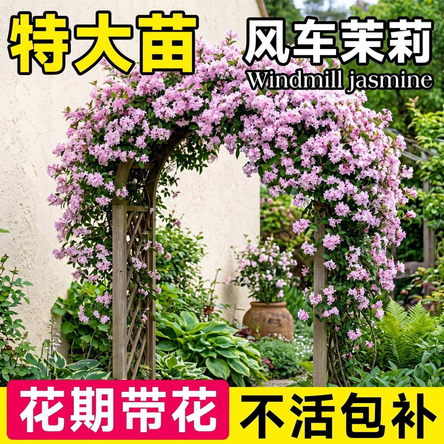 粉色风车茉莉花苗爬藤植物大苗四季懒人好养常绿庭院阳台开花盆栽