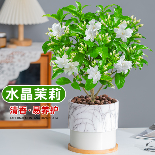 水晶茉莉丁香花盆栽花卉植物老桩室内阳台好养活的观花狗牙花绿植