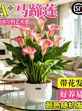 彩色马蹄莲盆栽四季开花易养