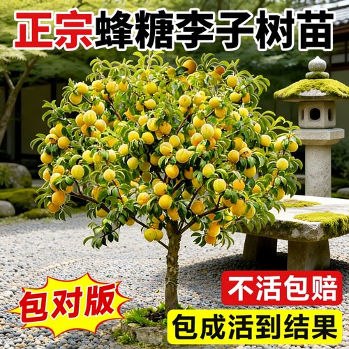 蜂糖李三华李嫁接果树苗好养活