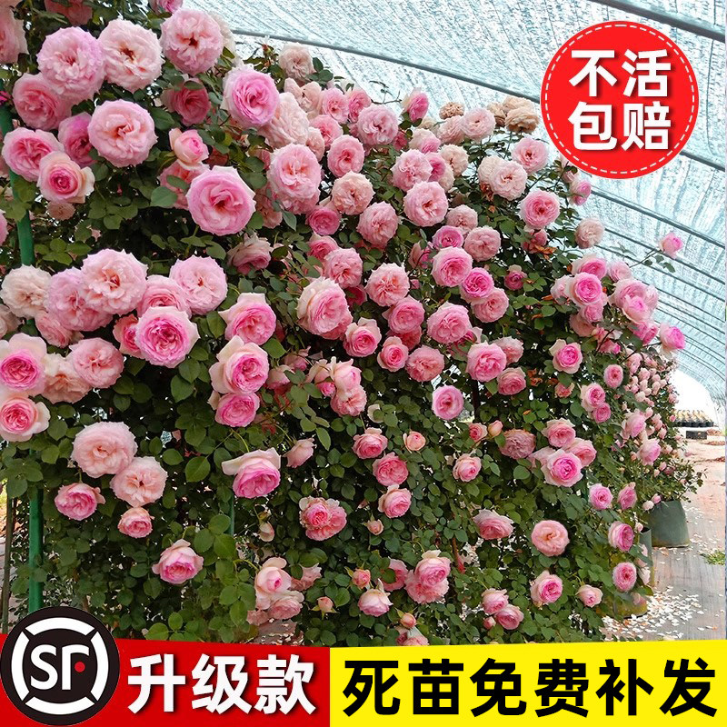 蔷薇花苗藤本月季特大花庭院植物绿植大花卉盆栽玫瑰爬藤四季开花,鲜花速递/花卉仿真/绿植园艺,月季/蔷薇/玫瑰,淘宝优惠券,粉丝福利购,淘宝优惠卷