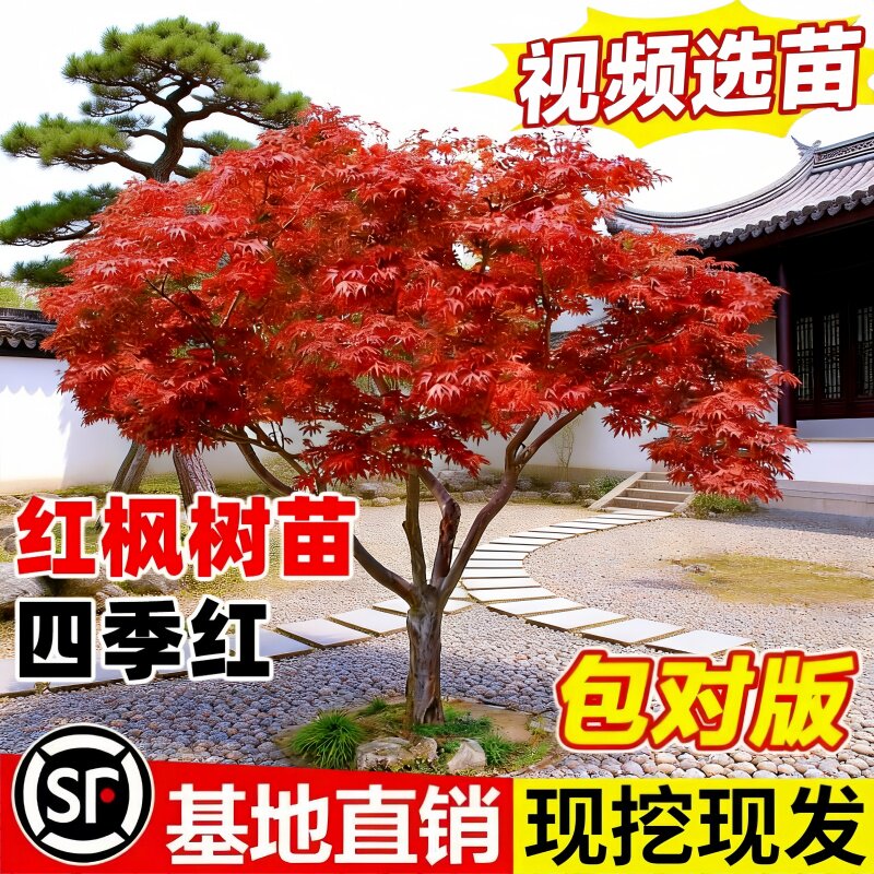 日本红舞姬四季红枫树苗图片