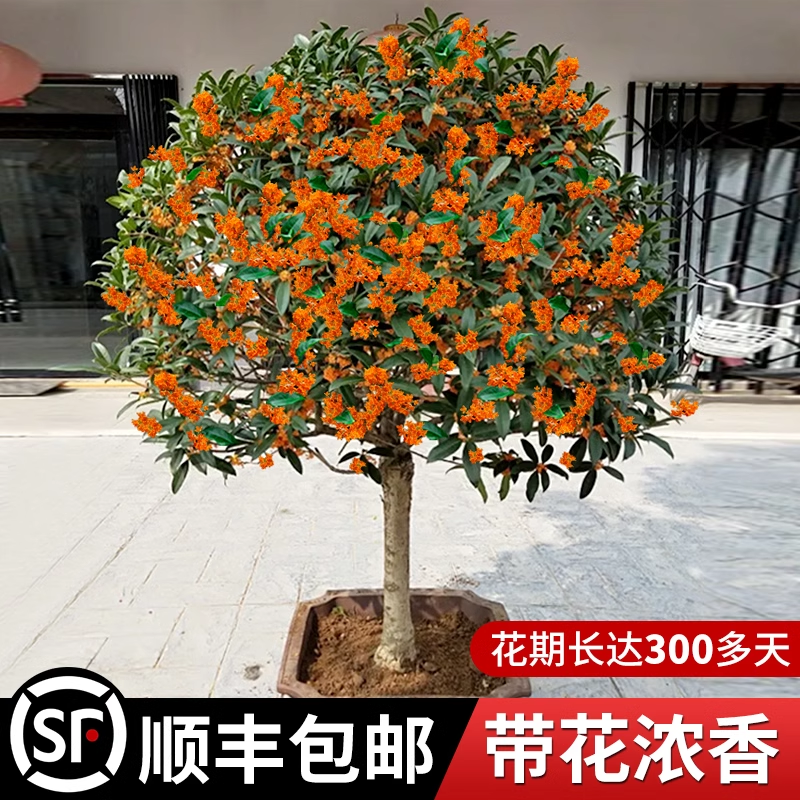 桂花树苗原生嫁接大树八月金丹桂庭院花卉盆栽阳台植物四季桂花开