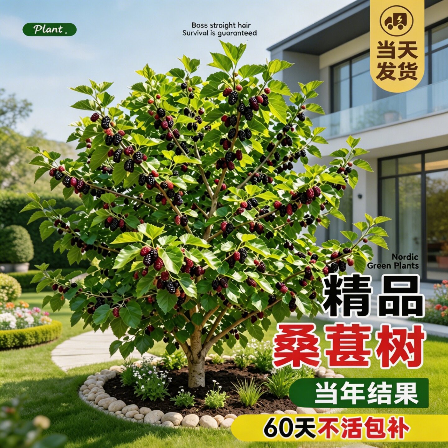 正宗长果桑葚种植果桑苗台湾桑苗桑树四季特大大叶南方桑椹嫁接苗