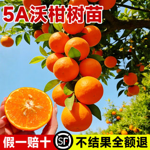 广西沃柑树苗带果发货嫁接果树盆栽无核耙耙柑丑橘桔子南北方种植