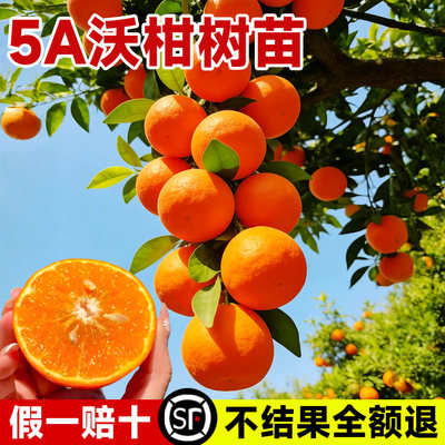 广西沃柑树苗带果发货嫁接果树盆栽无核耙耙柑丑橘桔子南北方种植