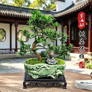 罗汉松盆景老桩植物盆栽雀舌树苗造型树室内花绿植桌面微景观好养