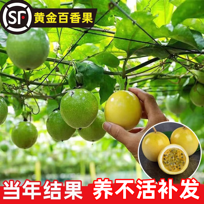 黄金百香果树苗四季结果特大爬藤