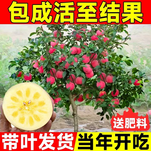苹果树果苗红富士矮化盆栽地栽