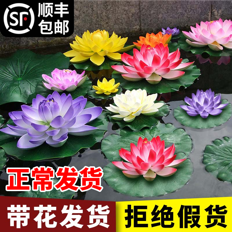 睡莲水培植物荷花池塘莲花盆栽碗莲花室内水养花卉莲花盆四季开花