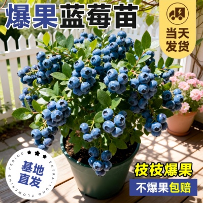 蓝莓盆栽苗带果带花苞好养