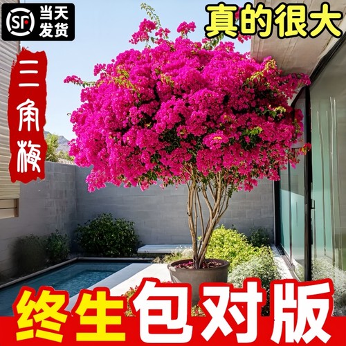 三角梅盆栽带花树苗四季花卉植物