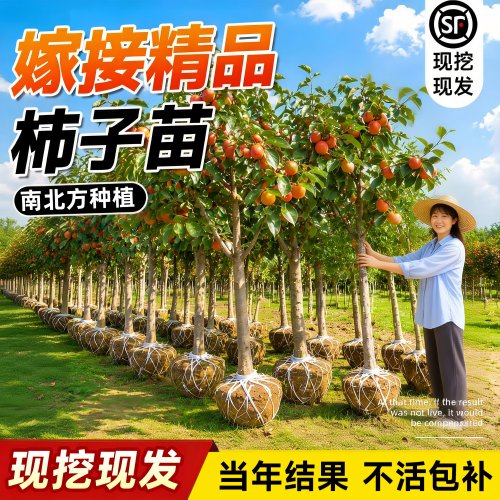 柿子树嫁接果苗当年结果南北可栽