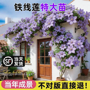 铁线莲大苗带花苞乌托邦倒影约瑟芬新款盆栽爬藤植物四季开花大苗