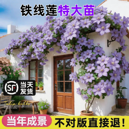 铁线莲大苗带苞盆栽室内阳台爬藤