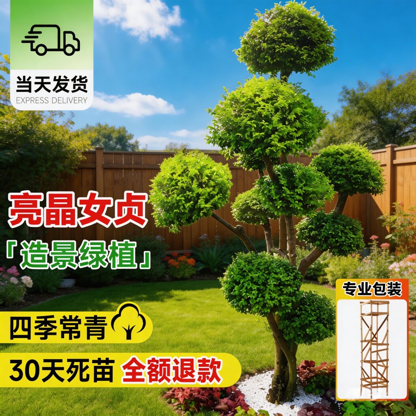 球形亮晶女贞棒棒糖小叶女贞多头造型树别墅庭院花镜景观植物造景