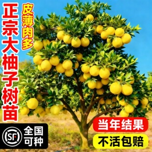 柚子树苗果树果苗沙田柚特大红心蜜柚庭院嫁接树苗南北方四季好养