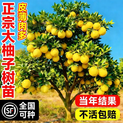 沙田柚特大红心蜜柚嫁接苗易活