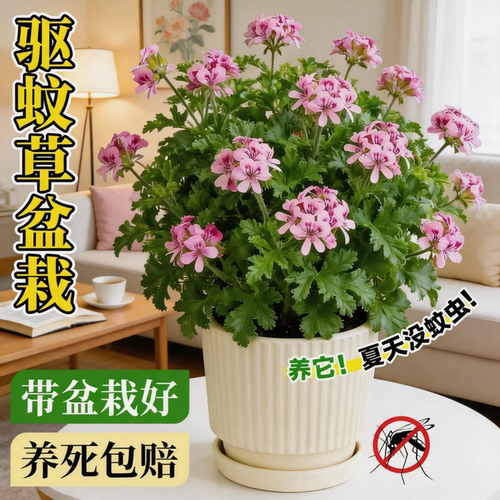 香叶天竺葵盆栽室内外驱蚊好养