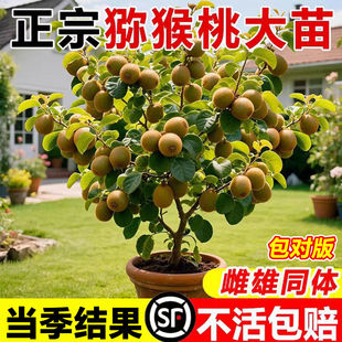 猕猴桃树果苗红心软枣猕猴桃苗徐香嫁接庭院种植南北方水果树果苗