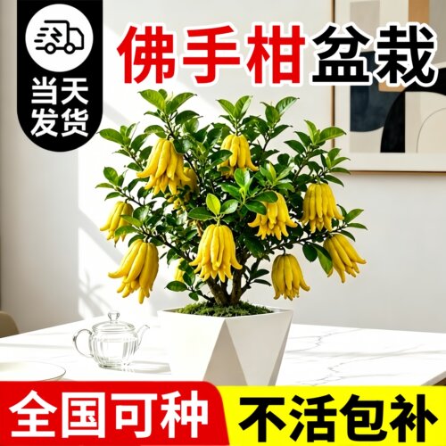 佛手柑盆栽室内外好养可食用