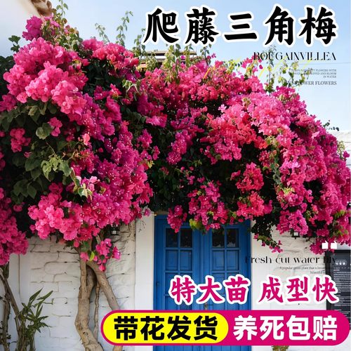 三角梅花树苗盆栽带老桩大