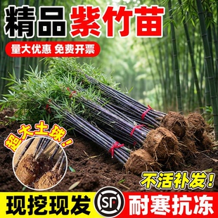紫竹苗矮化金镶玉竹苗南北方耐寒竹子苗庭院室外名贵四季风景绿植
