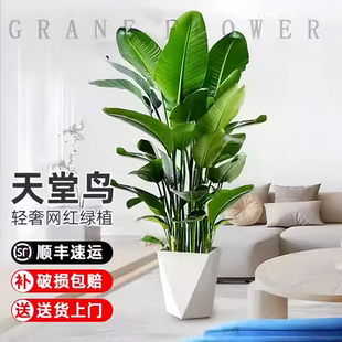 天堂鸟绿植大型植物客厅室内盆栽办公室绿植盆景四季常绿好养易活